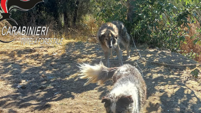 Cani liberati dall'afa: l'intervento dei Carabinieri Forestali