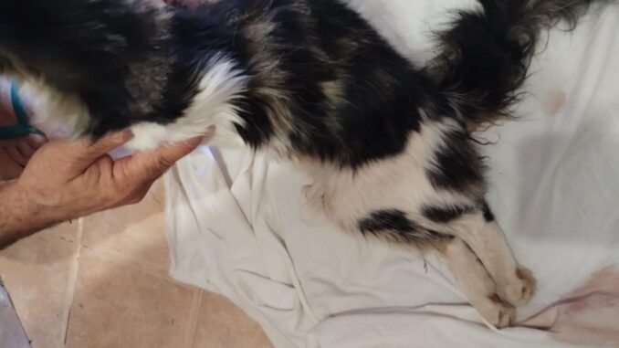 Grave atto di crudeltà contro animali domestici nei pressi dell’ex Istituto Lefebvre di Perugia