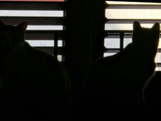 Fiamme sfiorano gattile a Foligno, corsa per salvare i mici