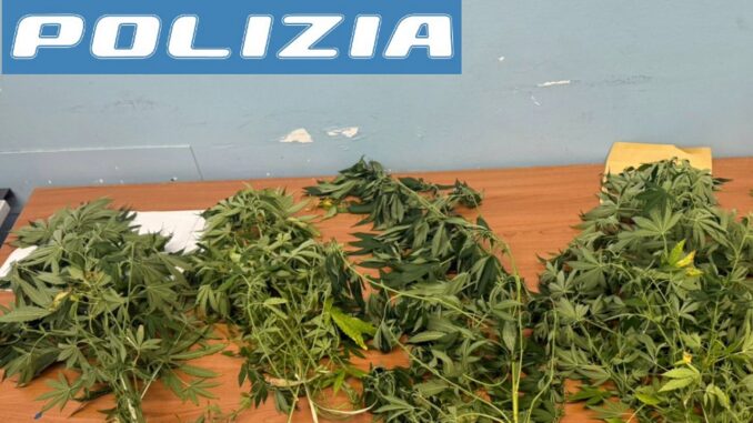 Lite tra coinquilini svela coltivazione di marijuana a Perugia