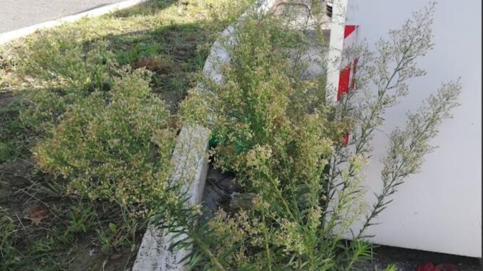 Ponte San Giovanni, manutenzione verde a metà