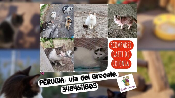 Gatti di colonia spariti a Perugia, cresce l’allarme