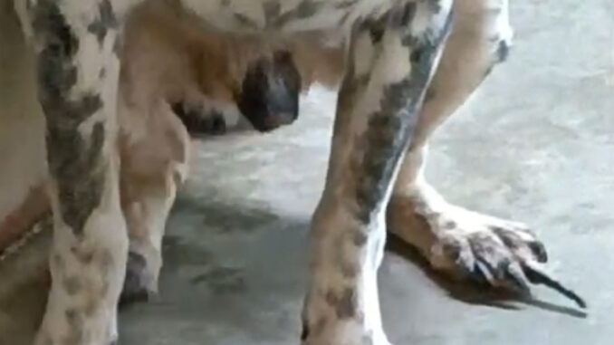 Cani tra ruggine e fango: scoppia il caso nel canile umbro