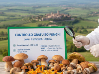 Controllo gratuito funghi: orari e sedi 2025 in Umbria
