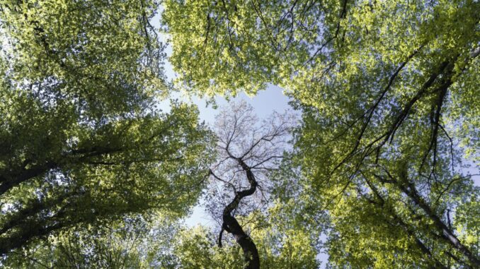 L’Umbria si conferma tra le regioni più green d’Italia