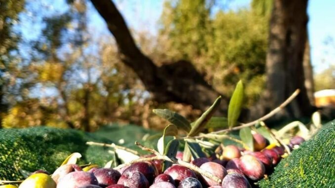 In Umbria la raccolta olive comincia, produzione in calo del 30%