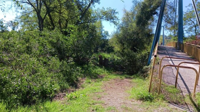 Intervento dei vigili del fuoco e polizia locale per alberi caduti