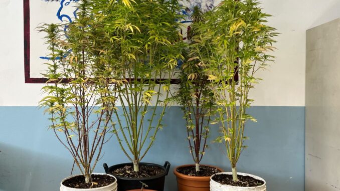 Sei piante di marijuana sul terrazzo: scatta la denuncia
