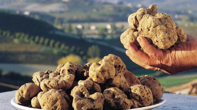 Tartuficoltura, nuovo manuale pratico a Perugia