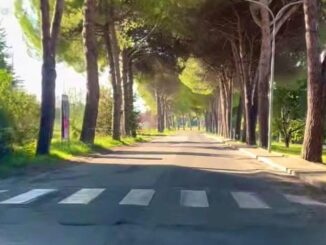 Via dell’Ala, Perugia investe 600mila euro per tutela pini