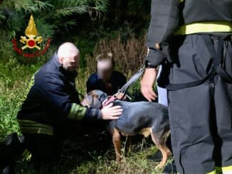 Cane segugio salvato dai pompieri in zona Ponte San Giovanni