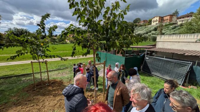 Alberi di gelso per la festa dei nonni a Villa Pitignano