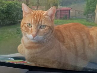 Un cacciatore ha sparato al mio gatto Leo