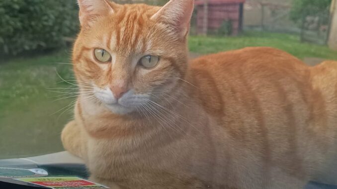 Un cacciatore ha sparato al mio gatto Leo