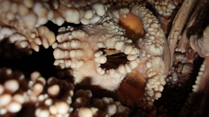 Scheletro di Altamura svela il naso dei Neanderthal