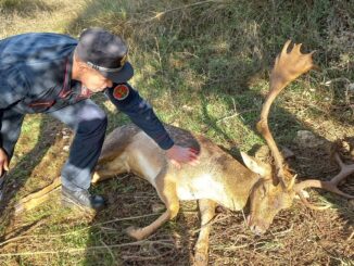 Daino impigliato salvato dai Forestali a Passignano