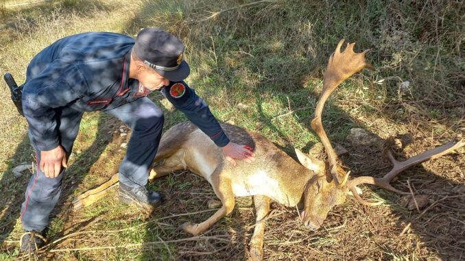 Daino impigliato salvato dai Forestali a Passignano