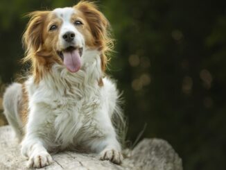 Special Book Amico Peloso, un progetto solidale