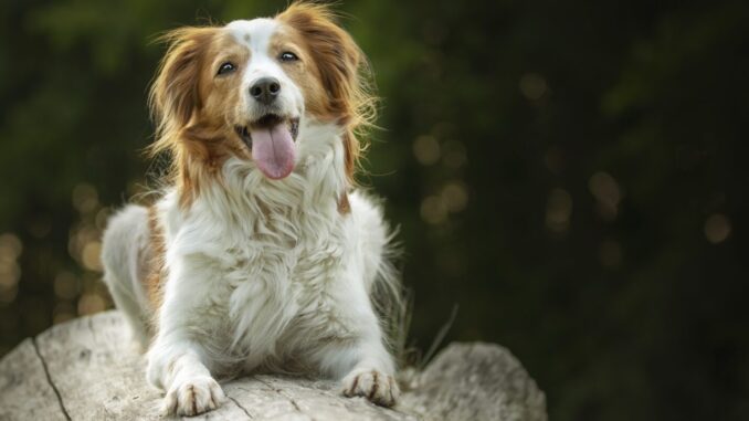 Special Book Amico Peloso, un progetto solidale