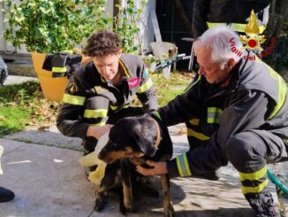 Cane salvato dai Vigili del fuoco, era dentro un laghetto artificiale