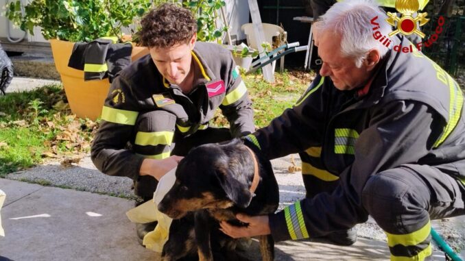 Cane salvato dai Vigili del fuoco, era dentro un laghetto artificiale
