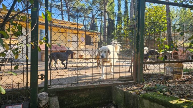 Open day a Collestrada, animali protagonisti assoluti