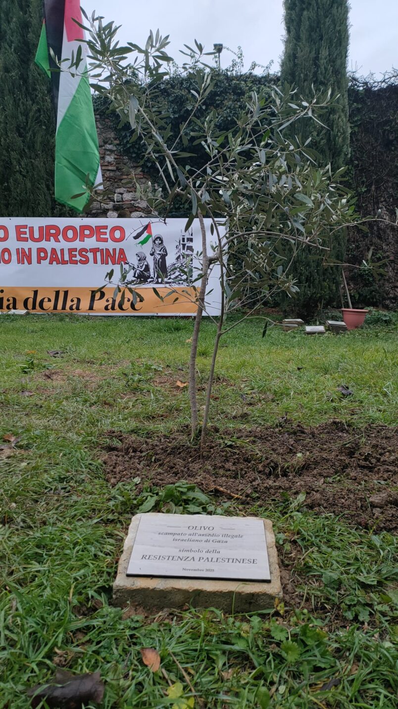 Olivo della resistenza di Gaza piantato a Perugia
