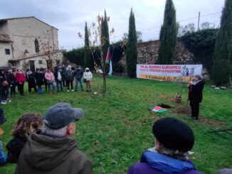 Olivo della resistenza di Gaza piantato a Perugia