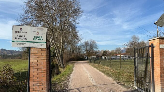 Carenza veterinari mette a rischio il canile sanitario di Gubbio