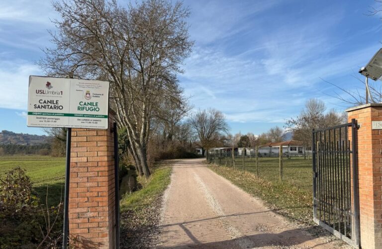 Carenza veterinari mette a rischio il canile sanitario di Gubbio