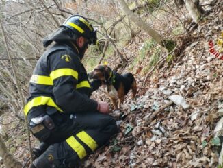 Vigili del fuoco salvano segugio bloccato sul Monte Cucco