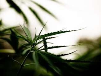 Perugia accelera su cannabis light, pressing su governo