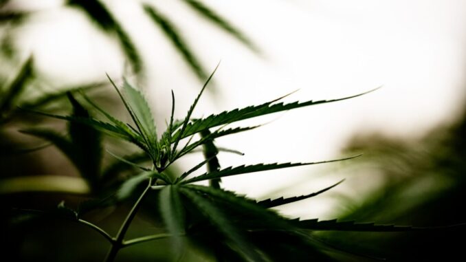 Perugia accelera su cannabis light, pressing su governo