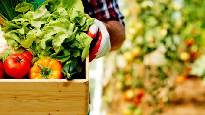 Agricoltura umbra, 35 milioni per qualità e futuro