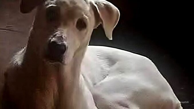 Trudy cerca casa e speranza, corsa contro il tempo ora