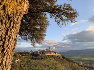 V edizione dell’Anteprima dell’Olio Extravergine di Oliva Dop Umbria