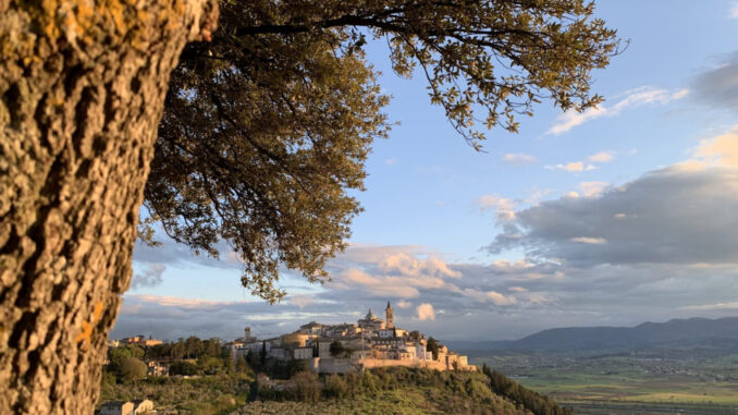 V edizione dell’Anteprima dell’Olio Extravergine di Oliva Dop Umbria