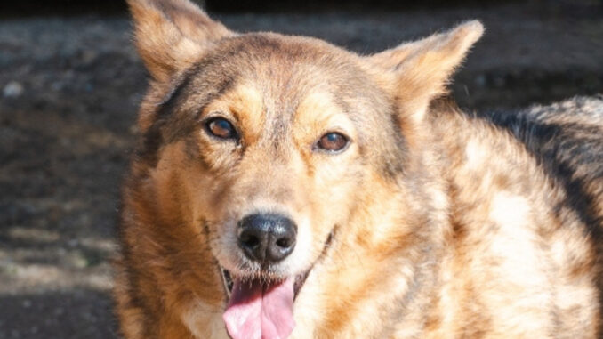 Il 14 febbraio moltiplica l'amore: regala una vita migliore agli animali più sfortunati