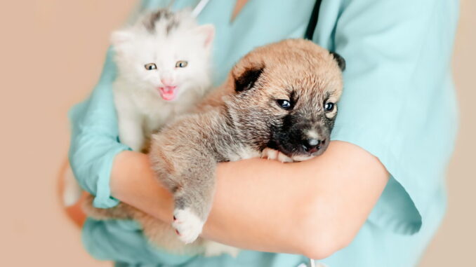 Veterinaria, l'Umbria approva norme su trasfusioni sicure