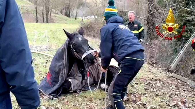 Soccorso cavalla Ponte Parrano, intervento rapido dei Vigili