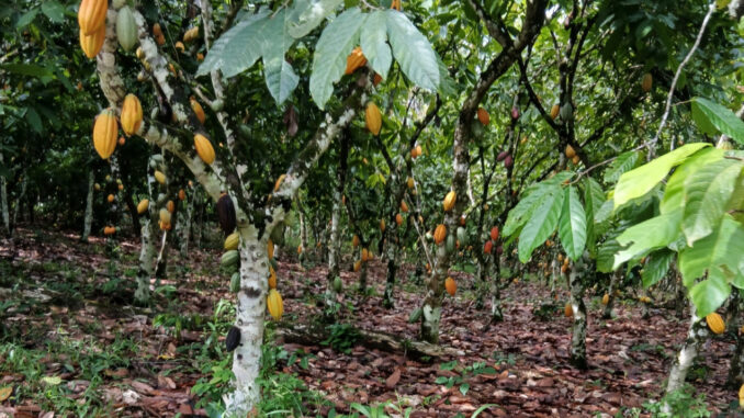 Sostenibilità cacao: Sassari guida la ricerca mondiale