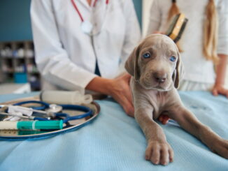 Ospedale veterinario, scontro politico sulla proposta H24
