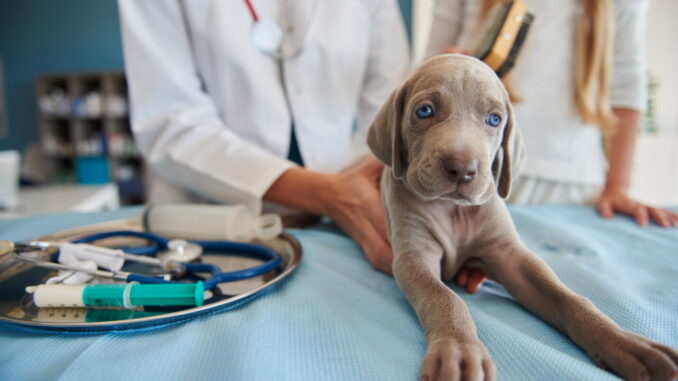 Ospedale veterinario, scontro politico sulla proposta H24