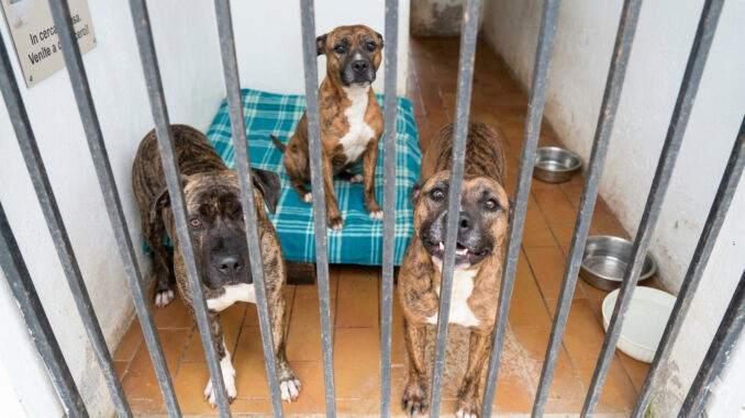 Pittbull di Gubbio cercano famiglia dopo la morte del padrone