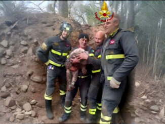 Vigili del fuoco liberano segugio intrappolato a San Faustino
