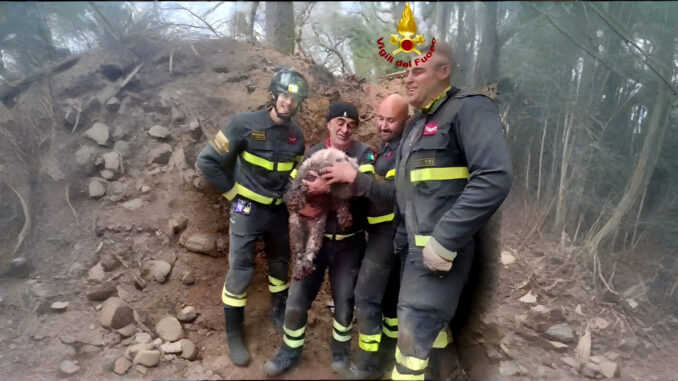 Vigili del fuoco liberano segugio intrappolato a San Faustino