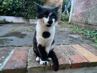 Crudeltà a Deruta: gattino ucciso a calci, è allarme sociale