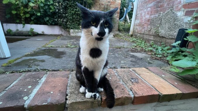 Crudeltà a Deruta: gattino ucciso a calci, è allarme sociale