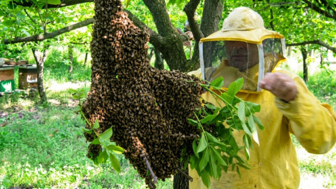 Api gestite con cautela per la sicurezza urbana a Perugia