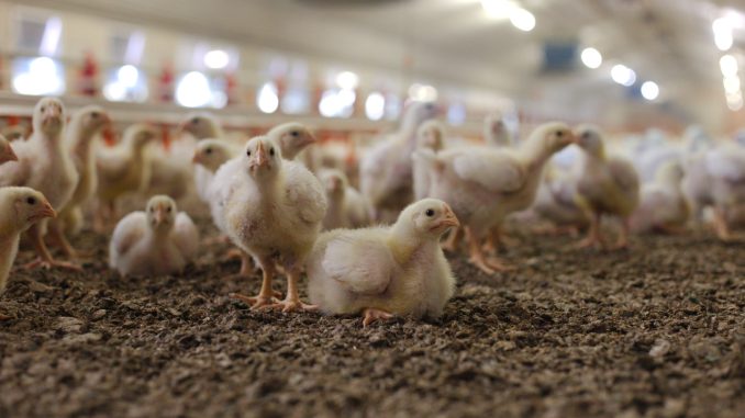 Carne malata, il prezzo del nostro piatto